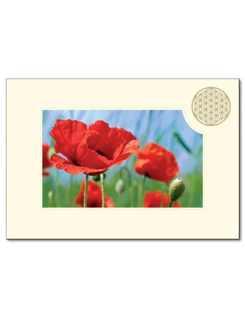 Klappkarte BdL "Mohnblume rot" 11