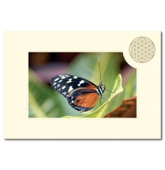 Klappkarte - Blume des Lebens - Schmetterling- 11,5x16,7cm (mit Kuvert B6)