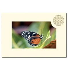 Klappkarte - Blume des Lebens - Schmetterling- 11,5x16,7cm (mit Kuvert B6)