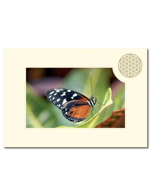 Klappkarte BdL "Schmetterling" 11