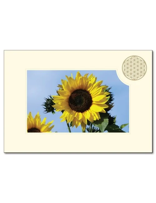 Klappkarte BdL "Sonnenblume" 11