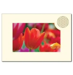 Klappkarte - Blume des Lebens - Tulpe- 11,5x16,7cm (mit Kuvert B6)