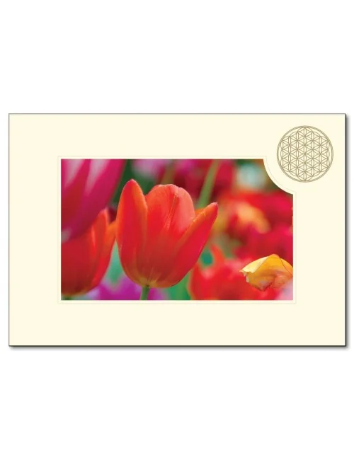 Klappkarte BdL "Tulpe" 11